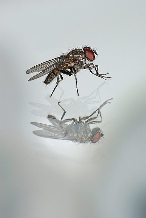 Fannia canicularis M (Fannidae).